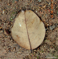 Pterocarpus santalinus