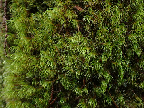 Curve-leaved Bow-moss (Dicranodontium uncinatum)