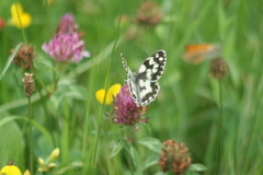 Melanargia galathea
