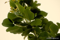 Pterocarpus santalinus