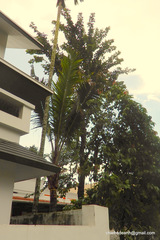 Pterocarpus santalinus