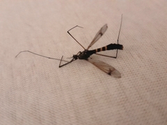 Nephrotoma crocata