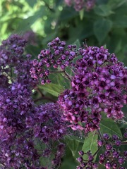 Spiraea