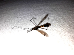 Nephrotoma crocata