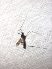 Nephrotoma crocata