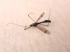 Nephrotoma crocata