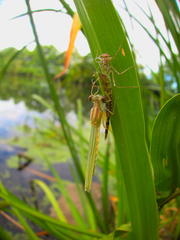 Lestes sponsa