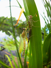 Lestes sponsa