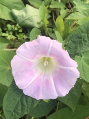 Calystegia sepium