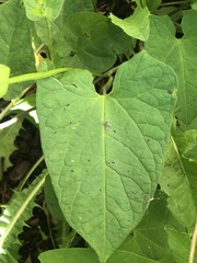 Calystegia sepium