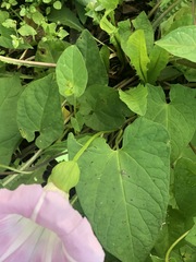 Calystegia sepium
