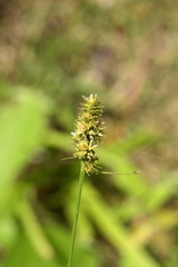 Carex aggregata