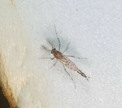 Chaoborus punctipennis