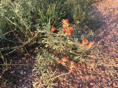 Sphaeralcea coccinea