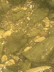 Xiphophorus variatus