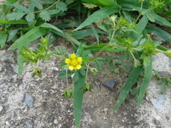 Potentilla supina