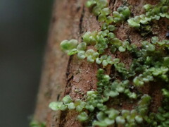 Frullania franciscana