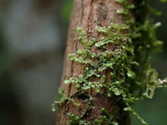 Frullania franciscana