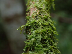 Frullania franciscana