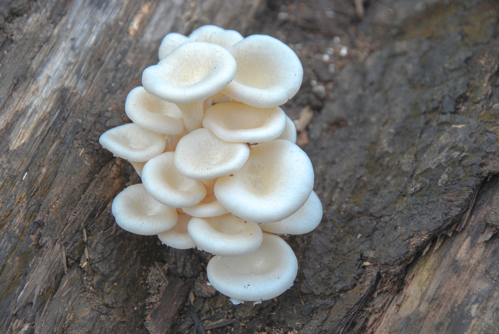Lentinus concavus · March 2009 · photo: © w_endo (iNaturalist, cc0)