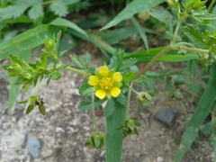 Potentilla supina