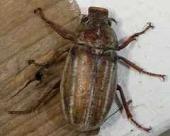 Polyphylla occidentalis