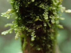 Frullania franciscana