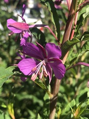 Chamaenerion angustifolium