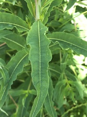 Chamaenerion angustifolium