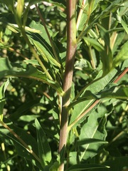 Chamaenerion angustifolium