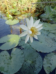 Nymphaea lotus image