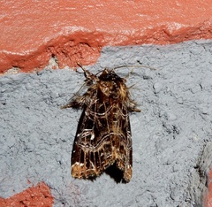 Callopistria rivularis