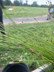 Eleocharis quadrangulata