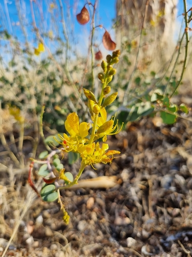 Image of Adenolobus pechuelii by (c) Marc Fradera-Soler, some rights reserved (CC BY)