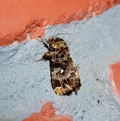 Callopistria rivularis