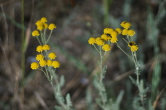 Tanacetum achilleifolium