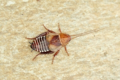Temnopteryx phalerata