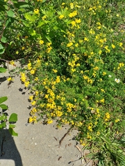Lotus corniculatus