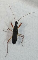 Cnemodus mavortius