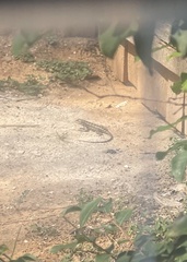 Sceloporus olivaceus