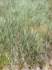 Elymus glaucus