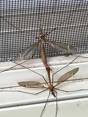Tipulinae