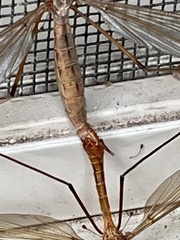 Tipulinae