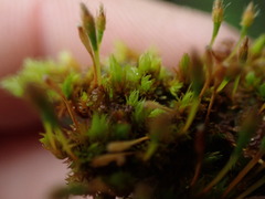 Ulota crispa