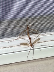 Tipulinae