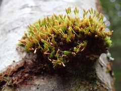 Ulota crispa