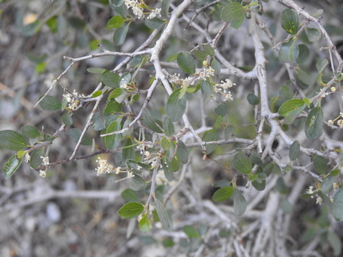 Image of Ceanothus martini by (c) Rachel Stringham, some rights reserved (CC BY)