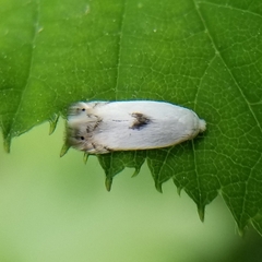 Pseudopostega auritella