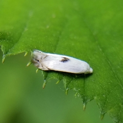 Pseudopostega auritella
