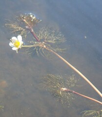 Ranunculus longirostris